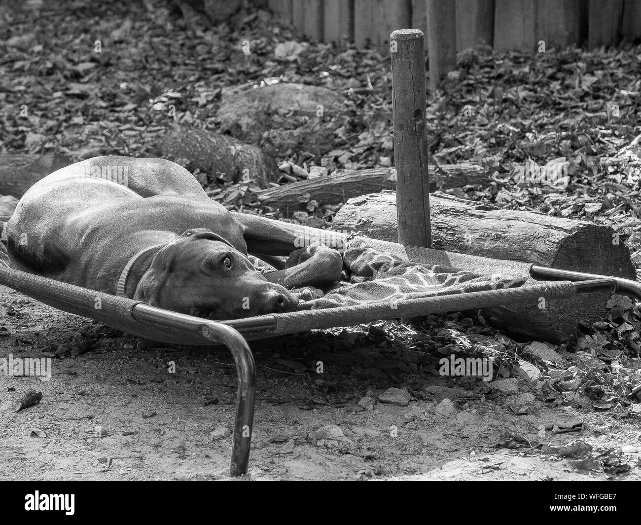 Dog Sleeping On Bed Stock Photo Alamy