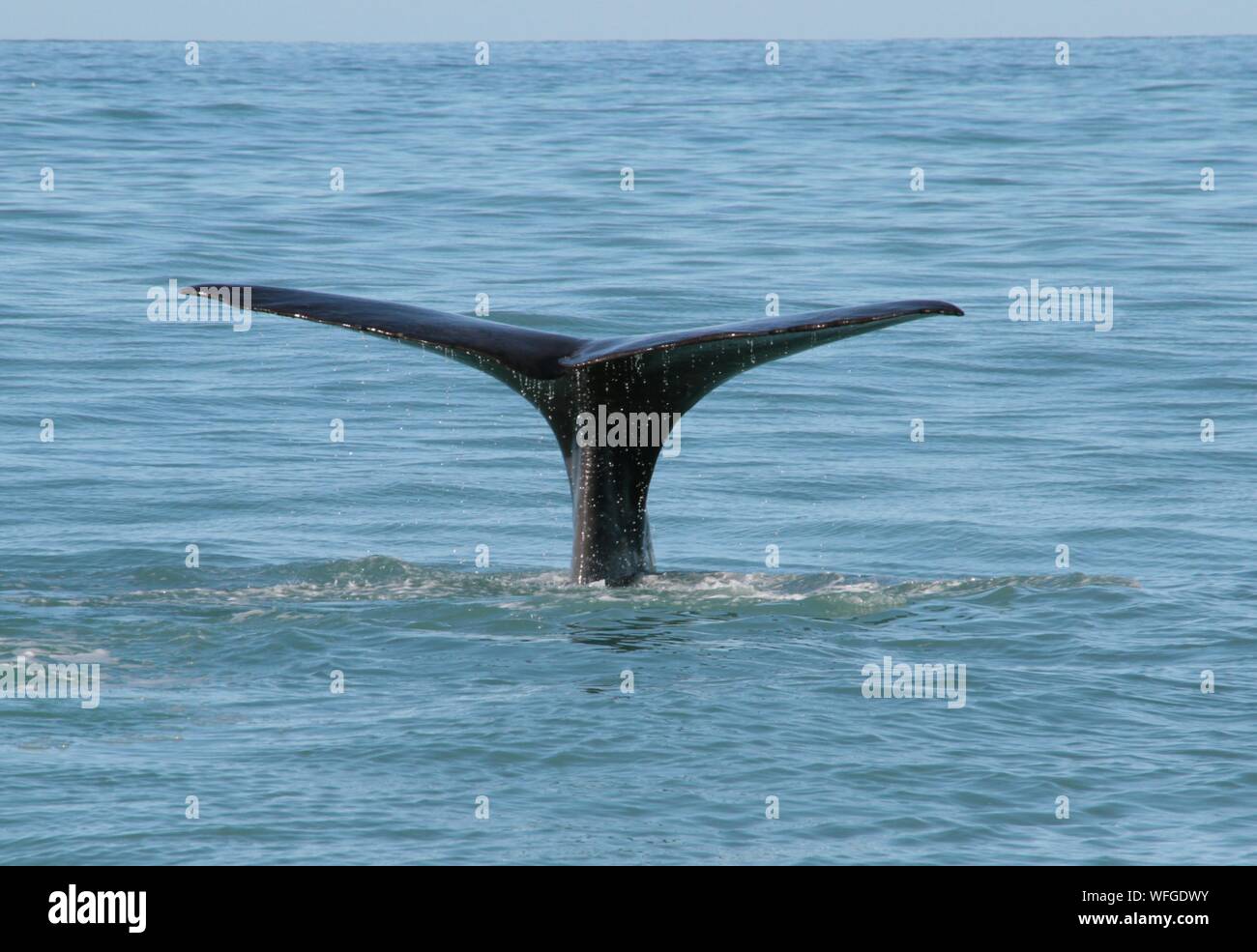 Whale Tail Above Sea Water Surface Stock Photo