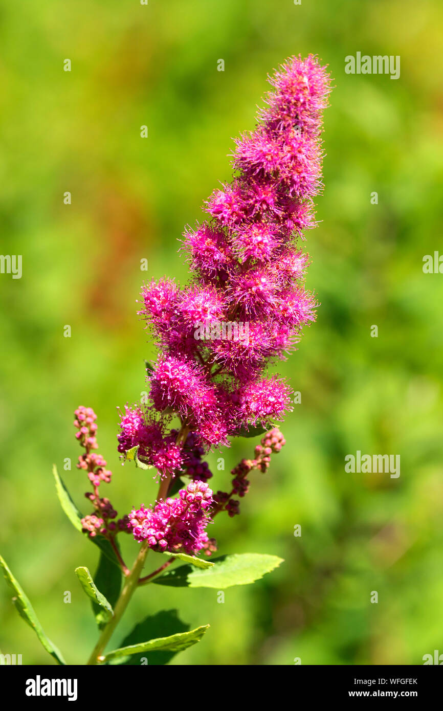 Spirea at Little Crater Meadow, Mt Hood National Forest, Oregon Stock Photo