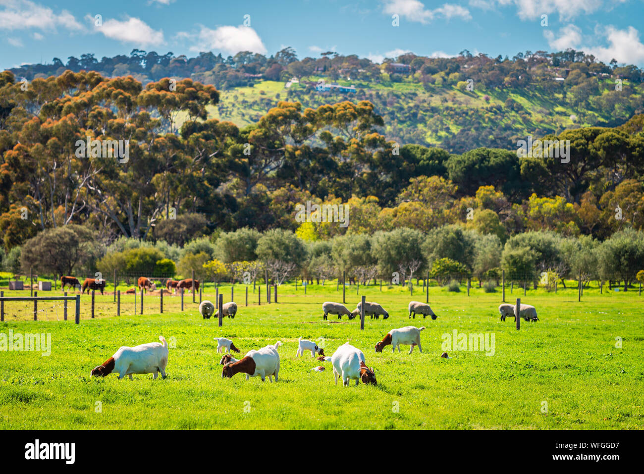 Goats and sheep grazing on a daily farm in rural South Australia during winter season Stock Photo