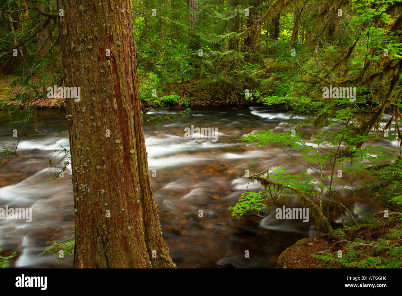 Oak Fork Clackamas River, Mt Hood National Forest, Oregon Stock Photo