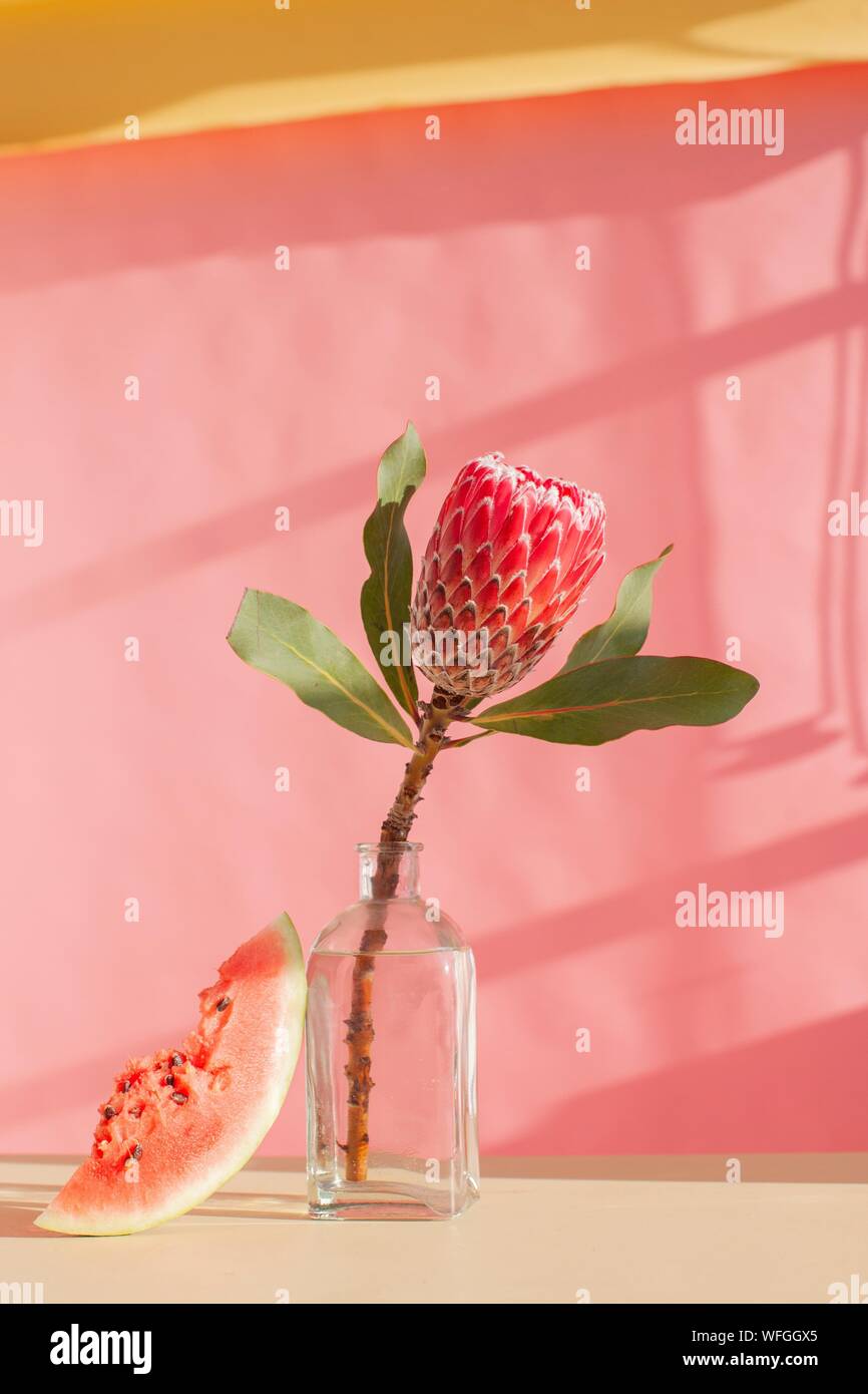 Protea flower in a vase and a slice of watermelon Stock Photo