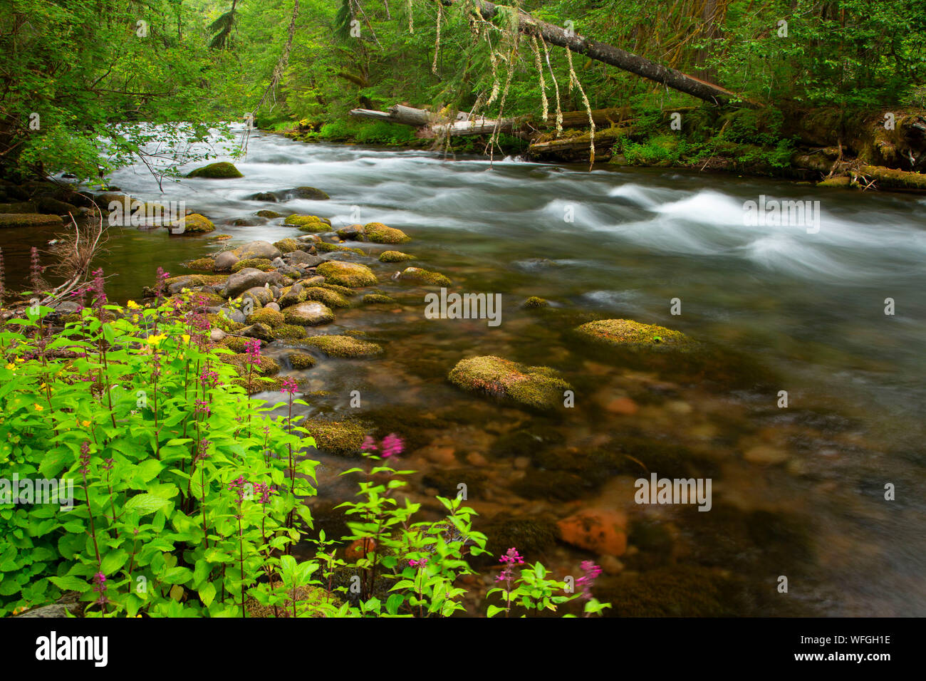 Oak Fork Clackamas River, Mt Hood National Forest, Oregon Stock Photo