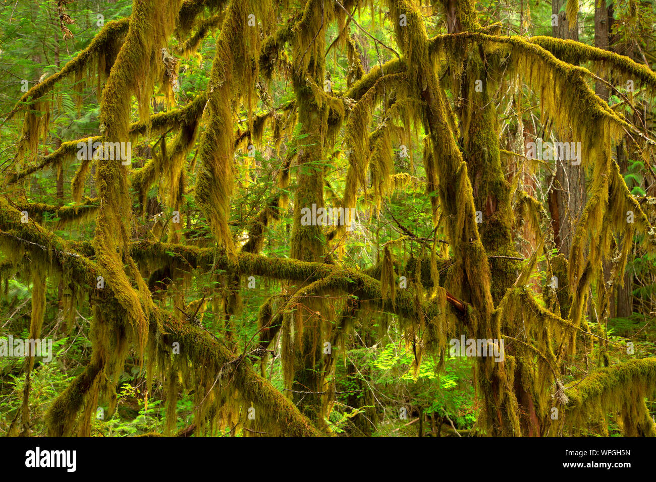 Pacific yew by Oak Fork Clackamas River, Mt Hood National Forest, Oregon Stock Photo