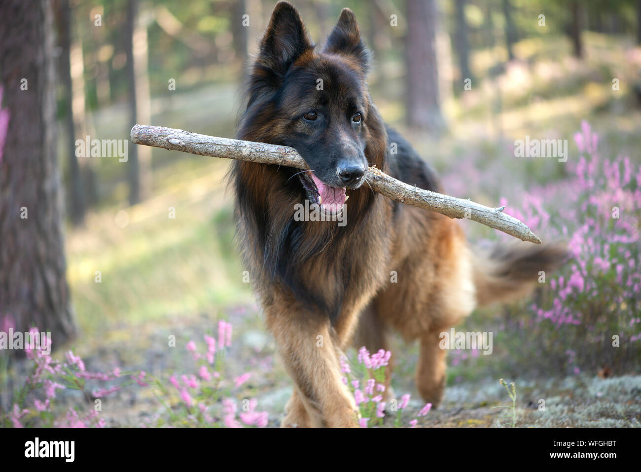 funny german shepherd