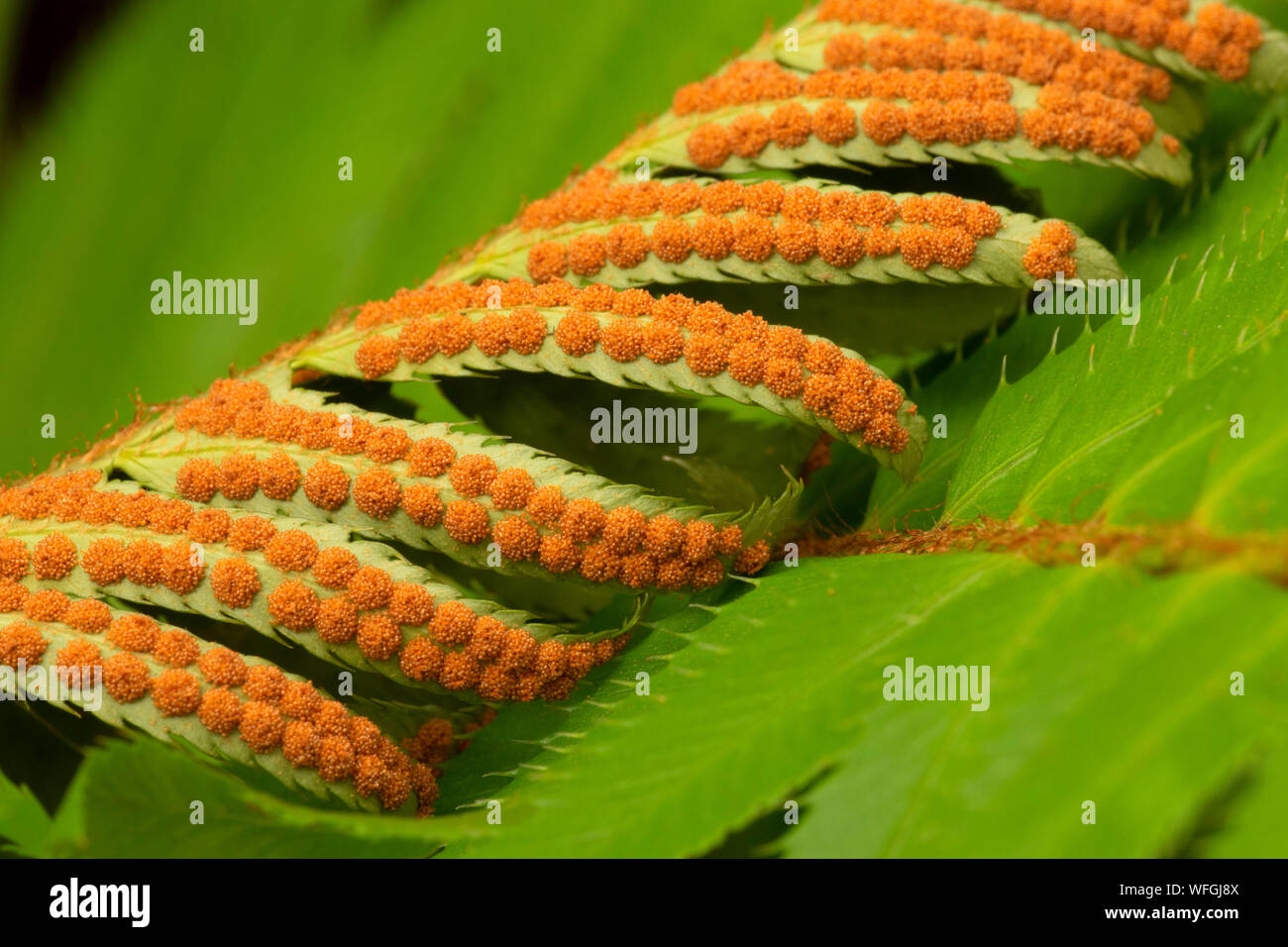 Western sword fern (Polystichum munitum) spores, Roaring Wild and