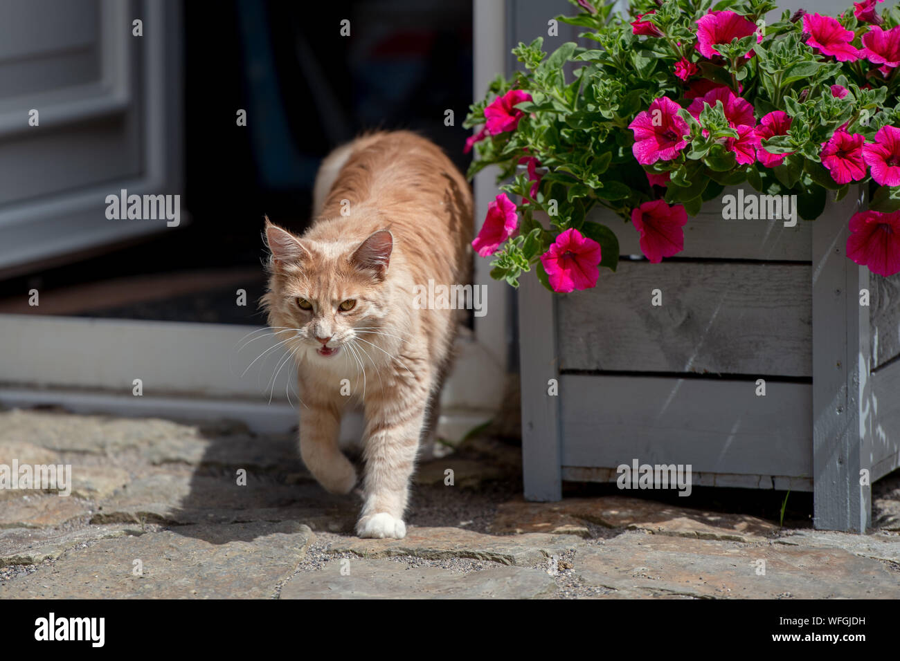 Maine Coon cat walking out of a door Stock Photo Alamy