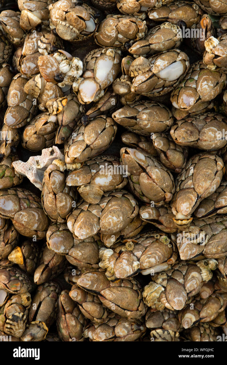 Gooseneck barnacles, Carl G. Washburne Memorial State Park, Oregon Stock Photo