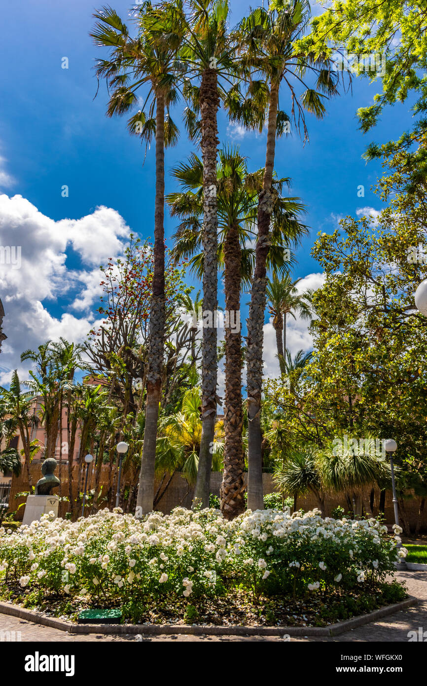 Mature palm trees for sale Telegraph