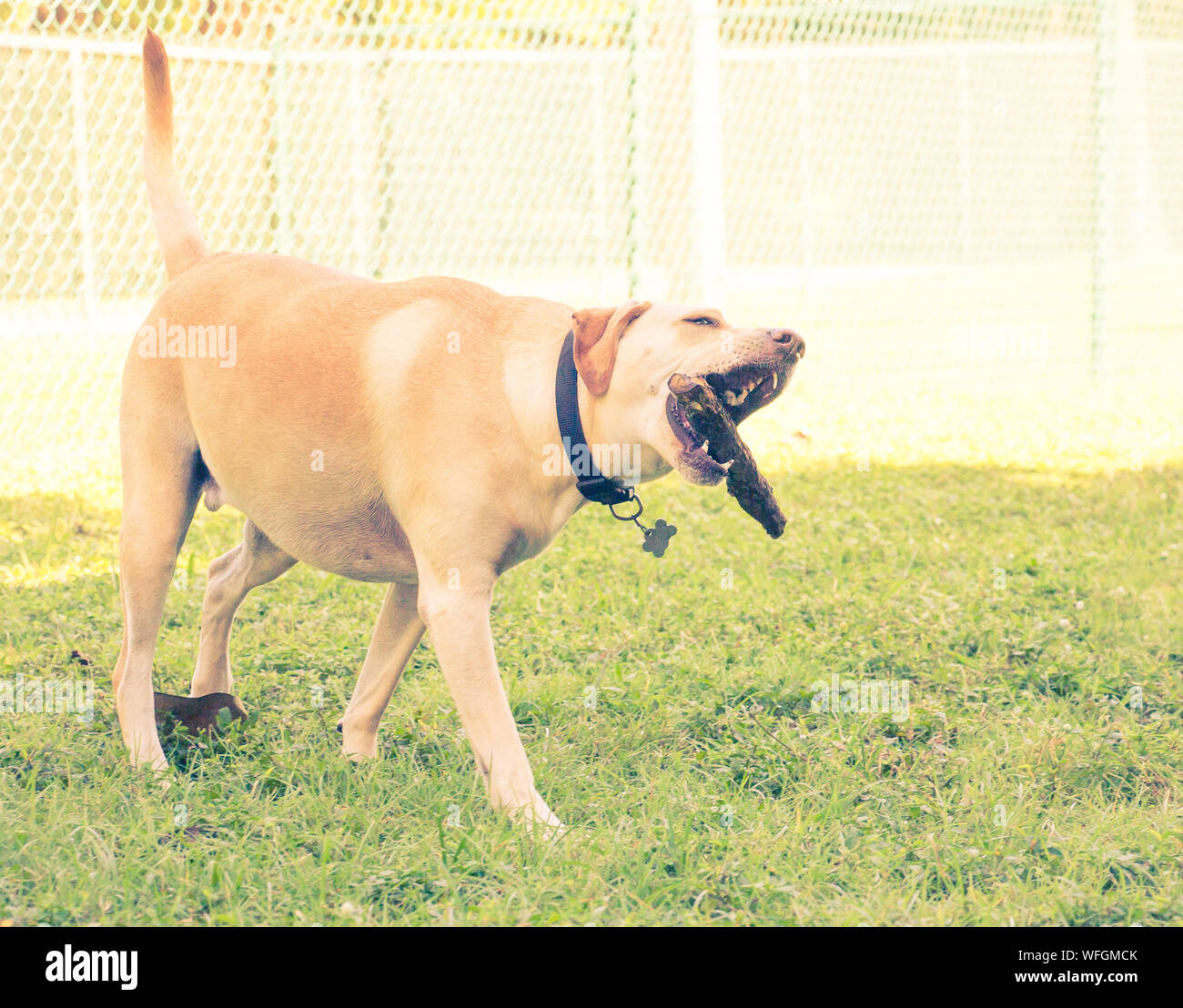 Labrador retriever dog carrying a stick in its mouth, United States Stock Photo Alamy