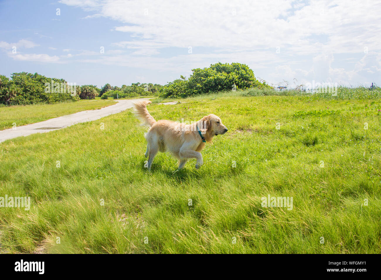 Golden retriever dog walking in a rural landscape, United States Stock Photo