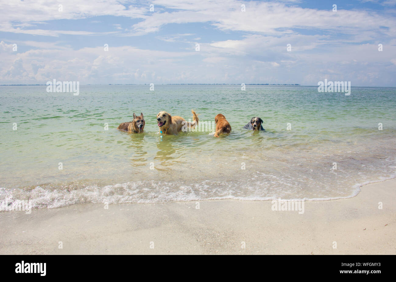 Four dogs playing in the ocean, United States Stock Photo Alamy