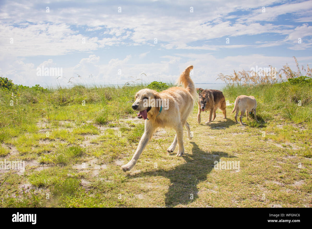 Three dogs playing by the ocean, United States Stock Photo