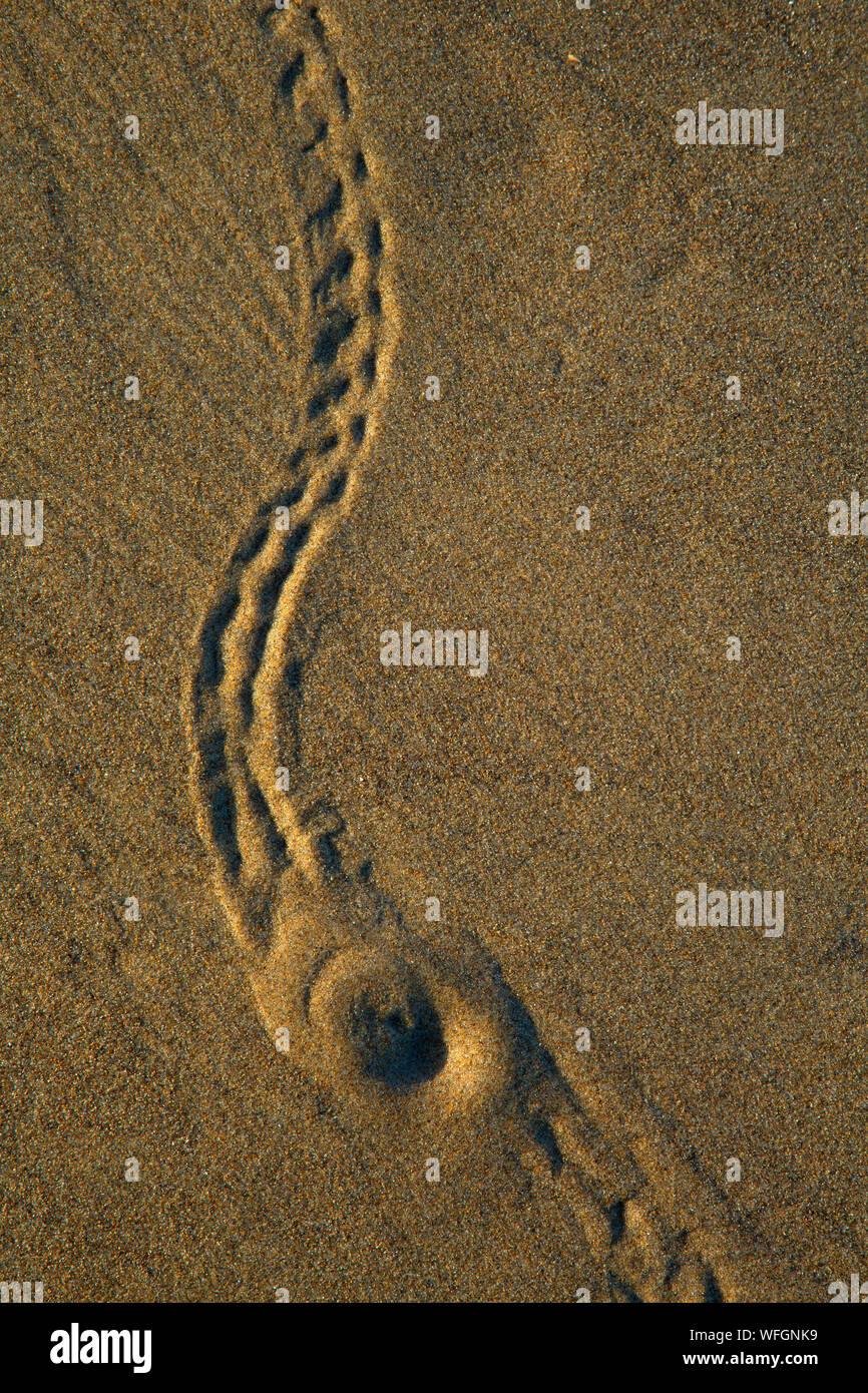 Low tide tracks in sand, Carl G. Washburne Memorial State Park, Oregon