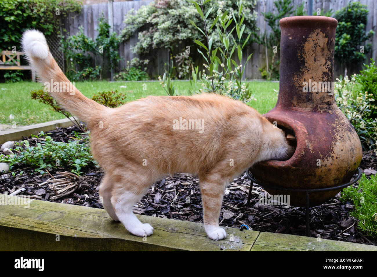 Curious Cat With Head In Clay Pot At Back Yard Stock Photo