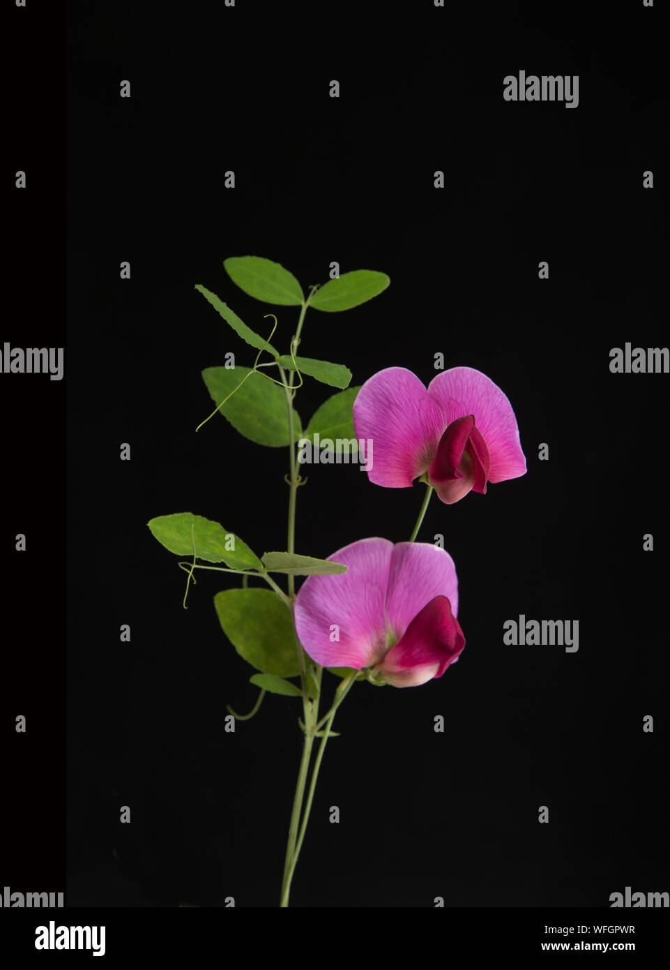 Perennial Sweet Pea flowers set against a black background Stock Photo