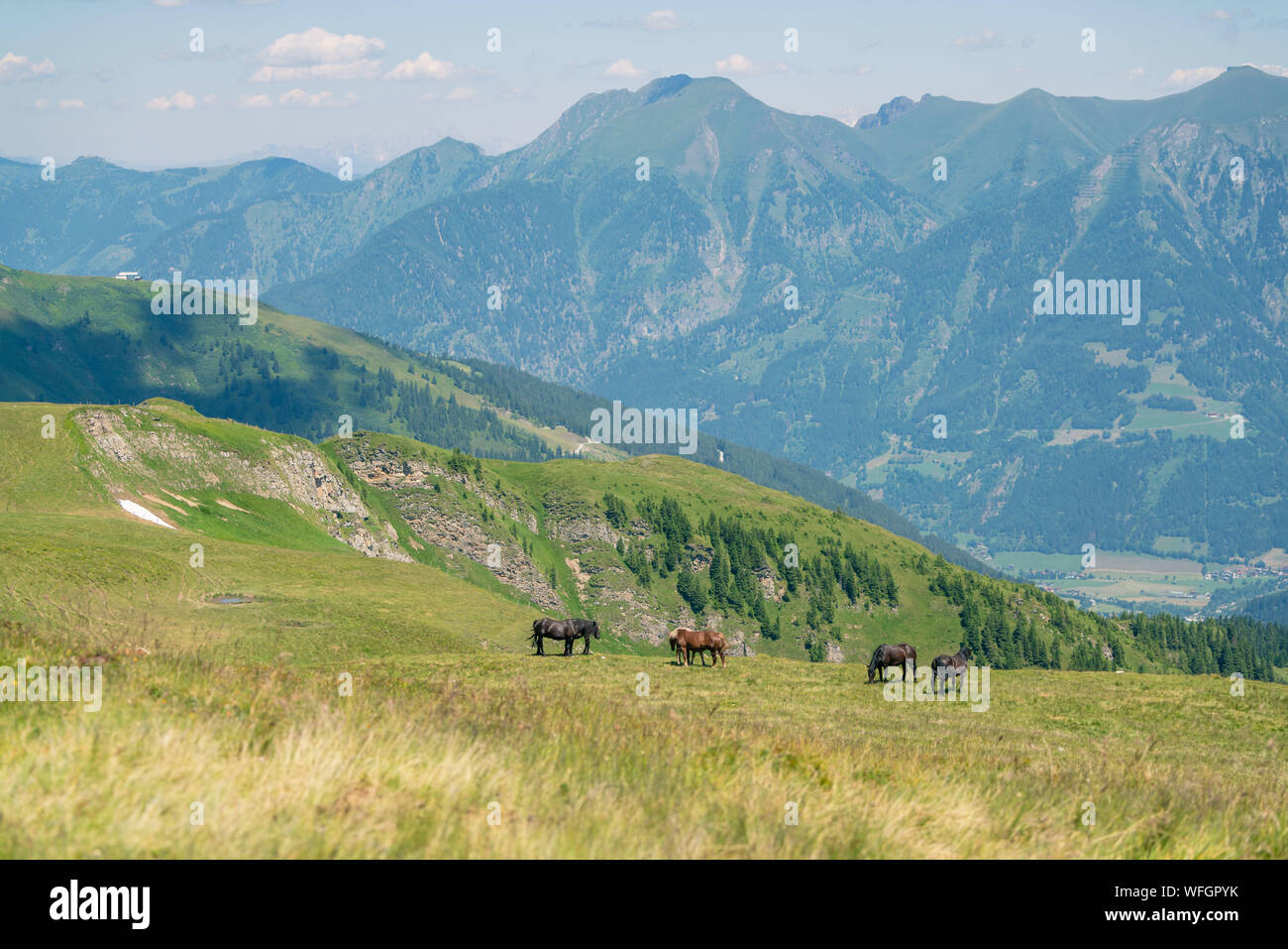 Wild Horses in the Austrian Alps, Salzburg, Austria Stock Photo