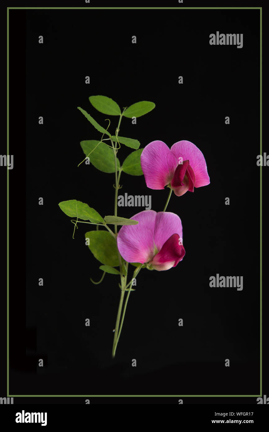 Perennial Sweet Pea flowers set against a black background Stock Photo