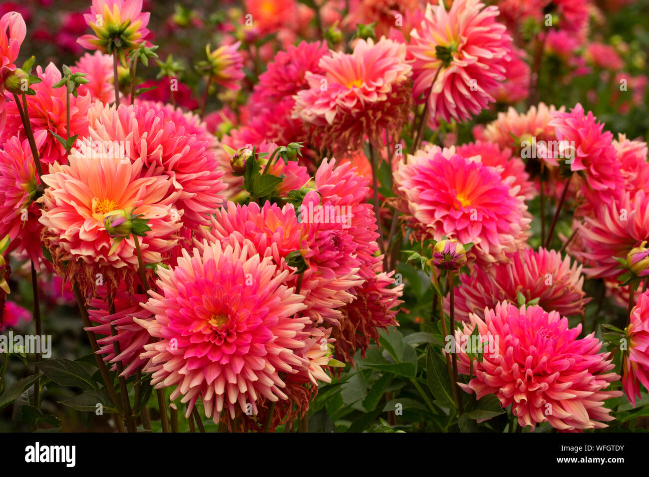 Coral Gypsy dahlia, Swan Island Dahlias, Canby, Oregon Stock Photo Alamy