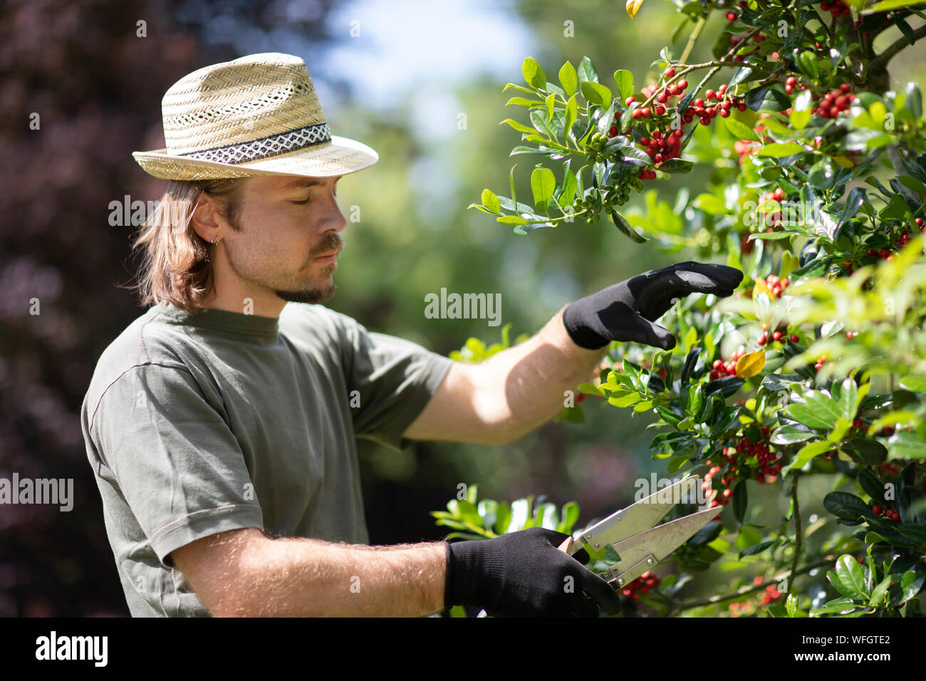 Cutting back plant hires stock photography and images Alamy