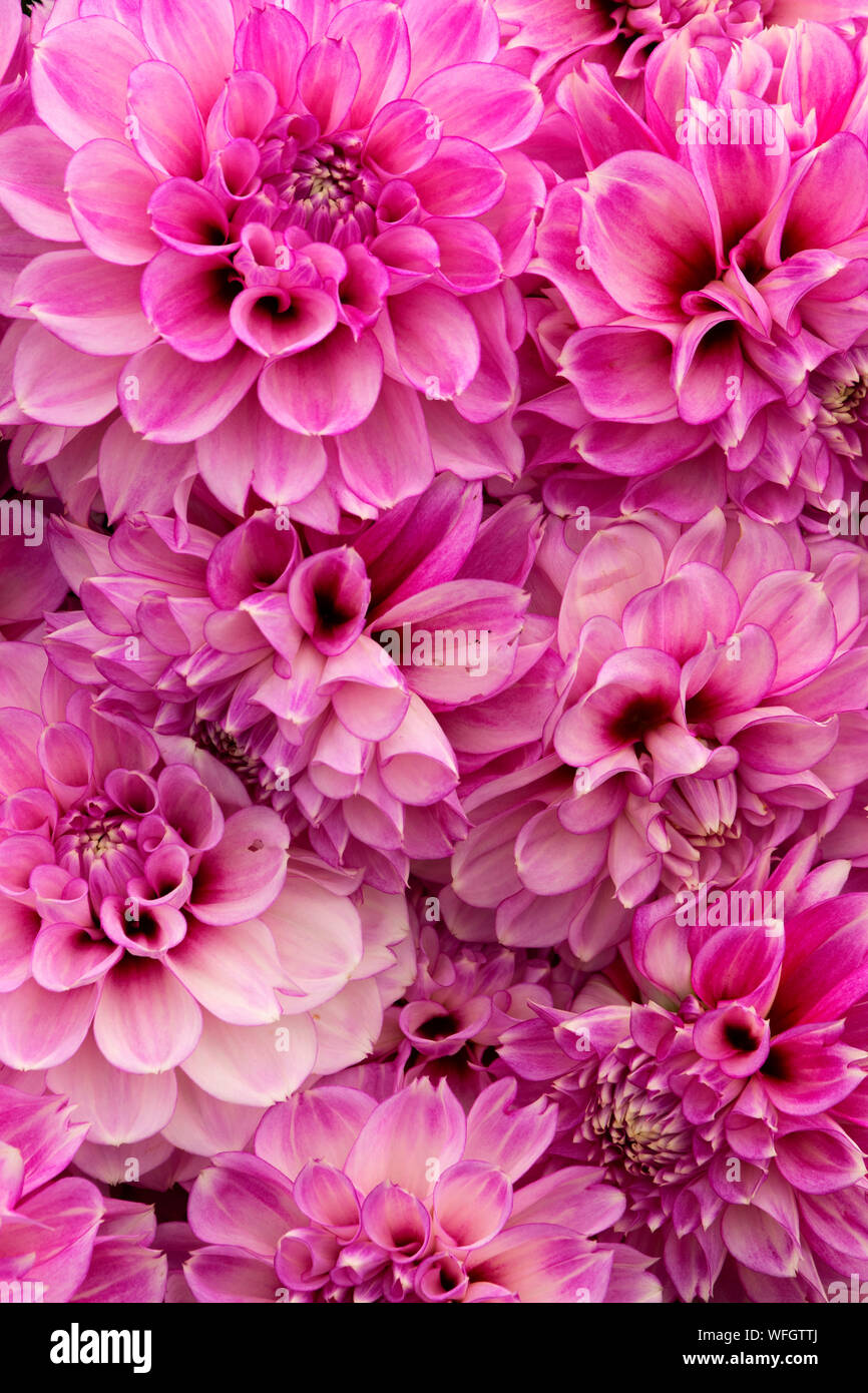 Blackberry Ice dahlia, Swan Island Dahlias, Canby, Oregon Stock Photo