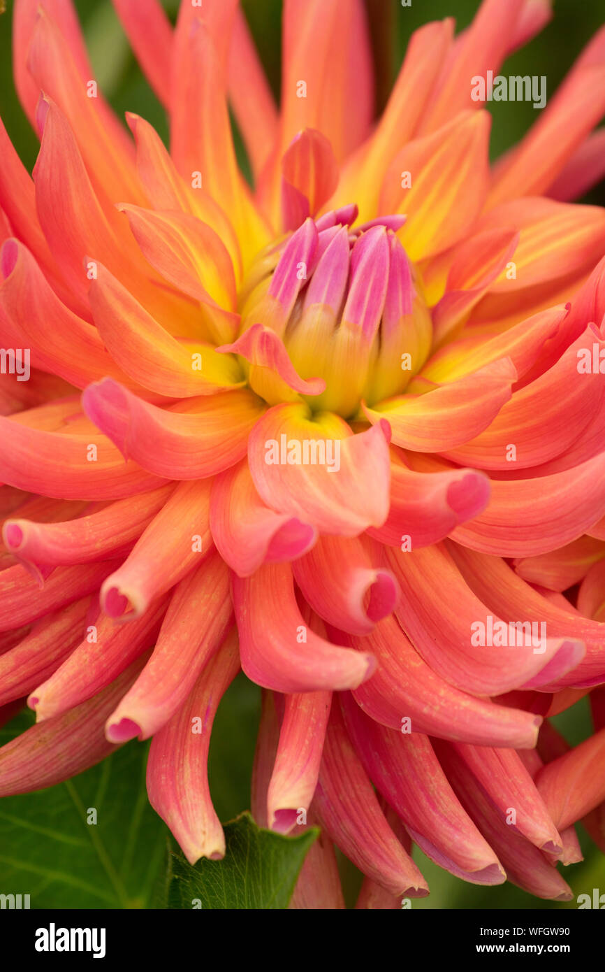 Maui dahlia, Swan Island Dahlias, Canby, Oregon Stock Photo Alamy