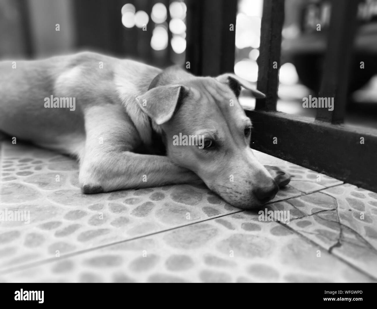 Dog Relaxing On Tiled Floor At Home Stock Photo Alamy