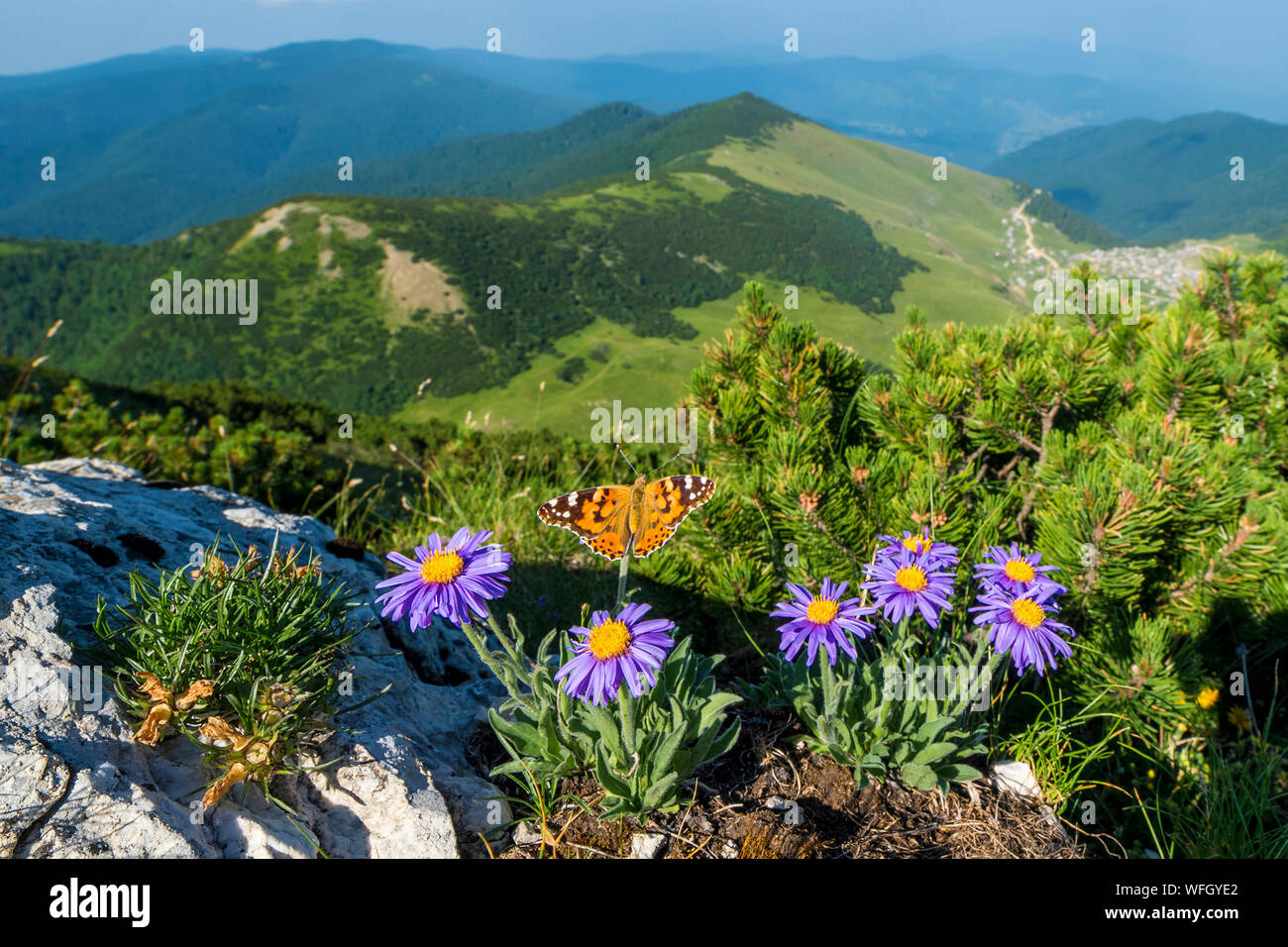 Butterfly on Alpine aster flowers, Krstac mountain, Bosnia and Herzegovina Stock Photo