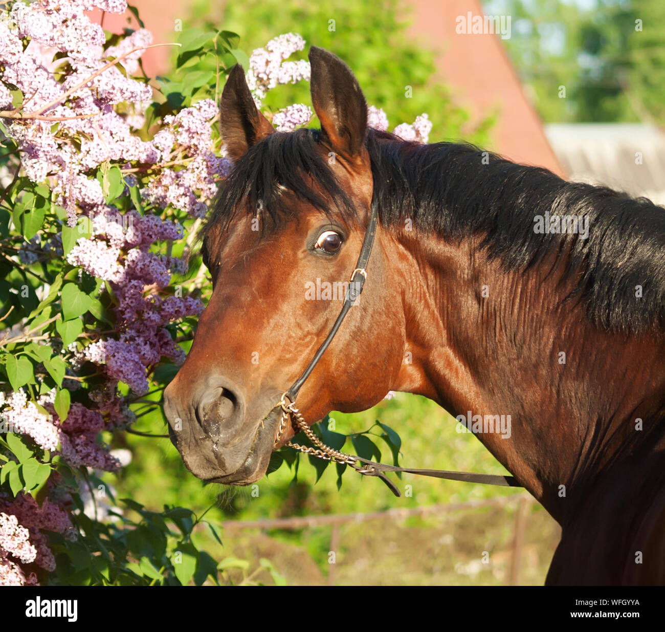 Animals eating plants hires stock photography and images Alamy