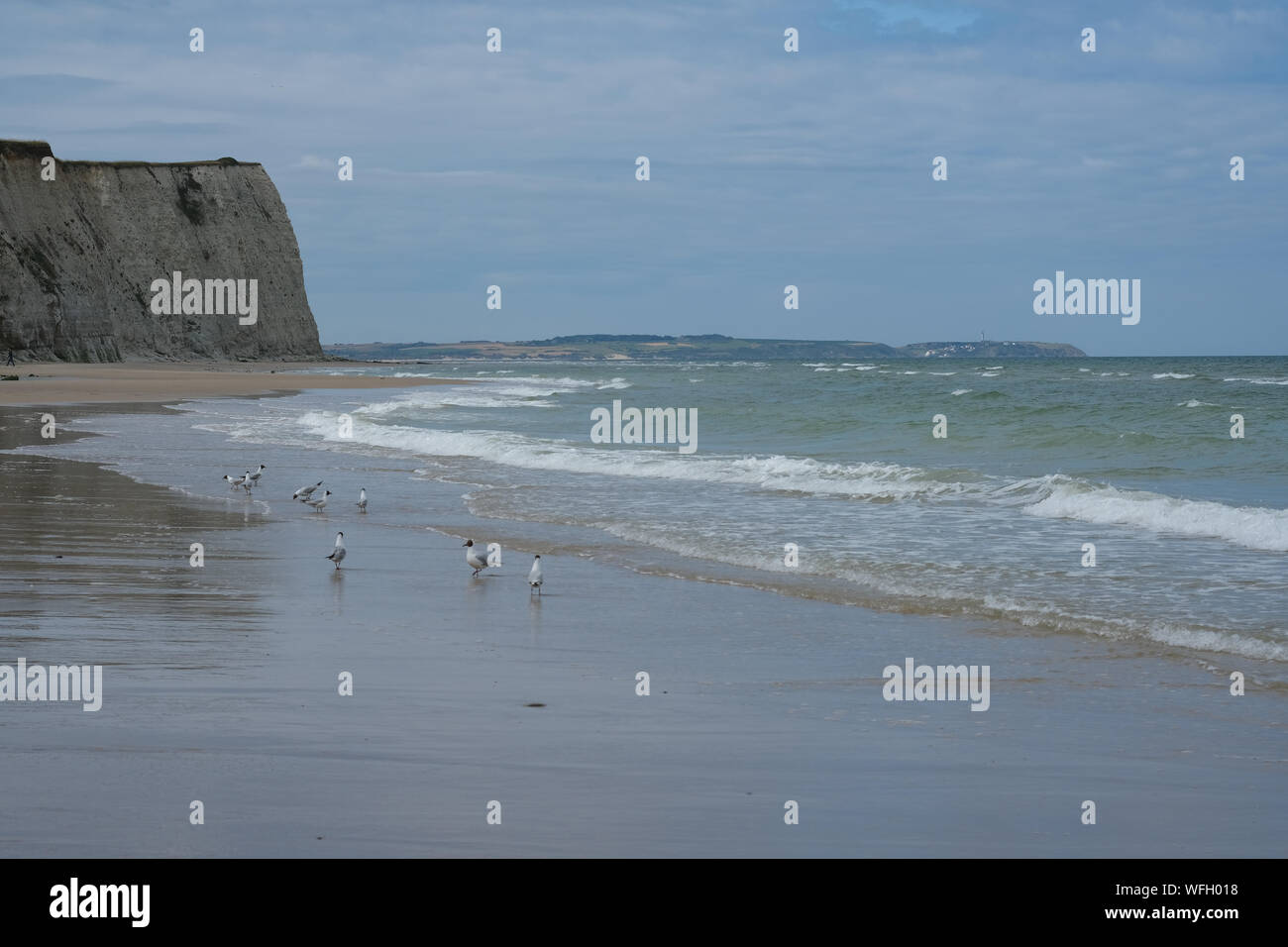 Seagulls on Cap blanc-nez beach, Escalles, Pas-de-Calais, Hauts-de-France, France Stock Photo