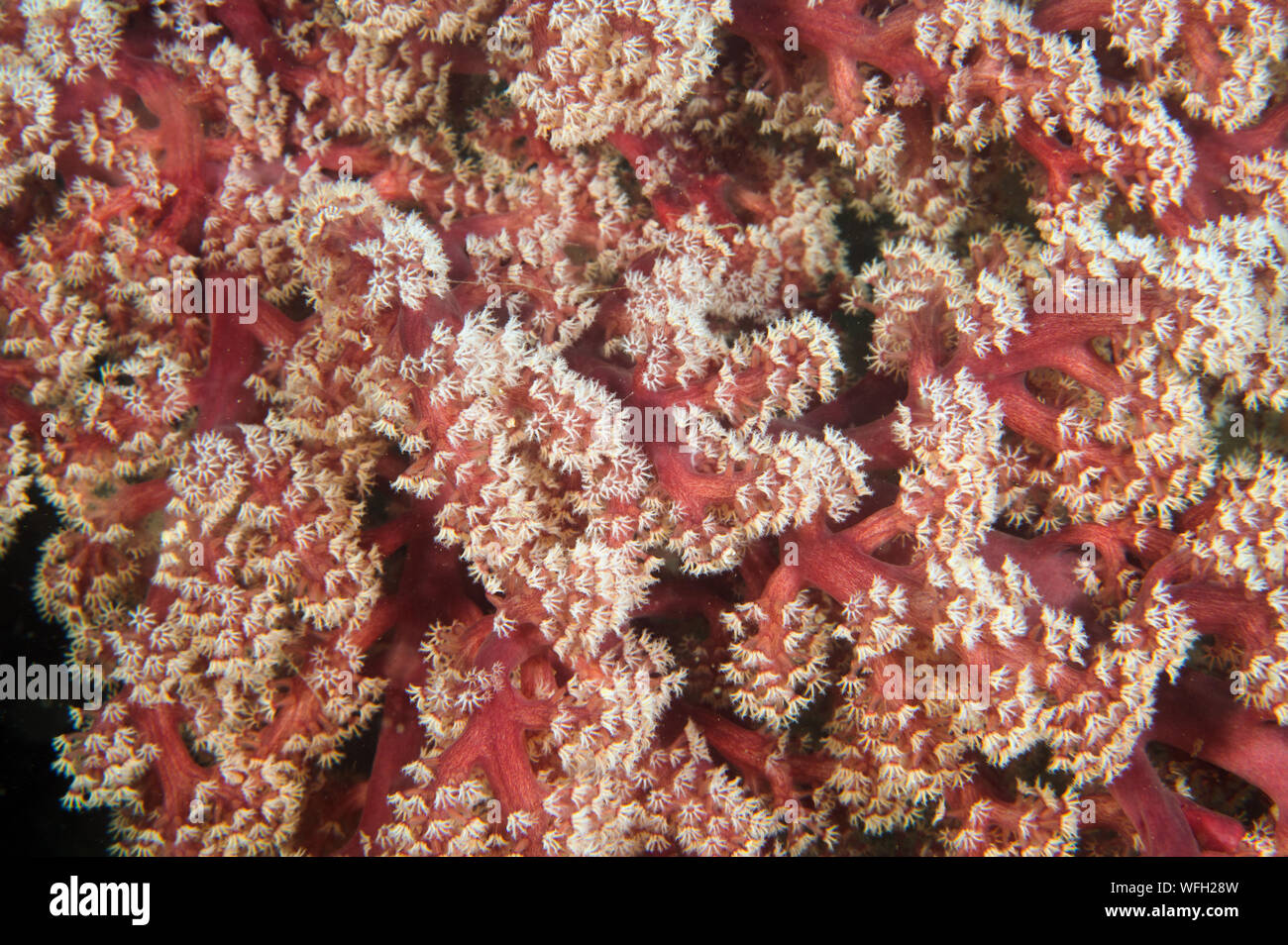 Soft coral, Siphonogorgia godeffroyi, Raja Ampat Indonesia. Stock Photo