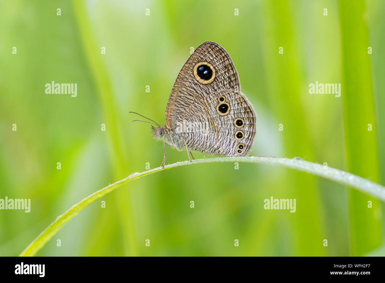 Butterfly on a plant, Indonesia Stock Photo