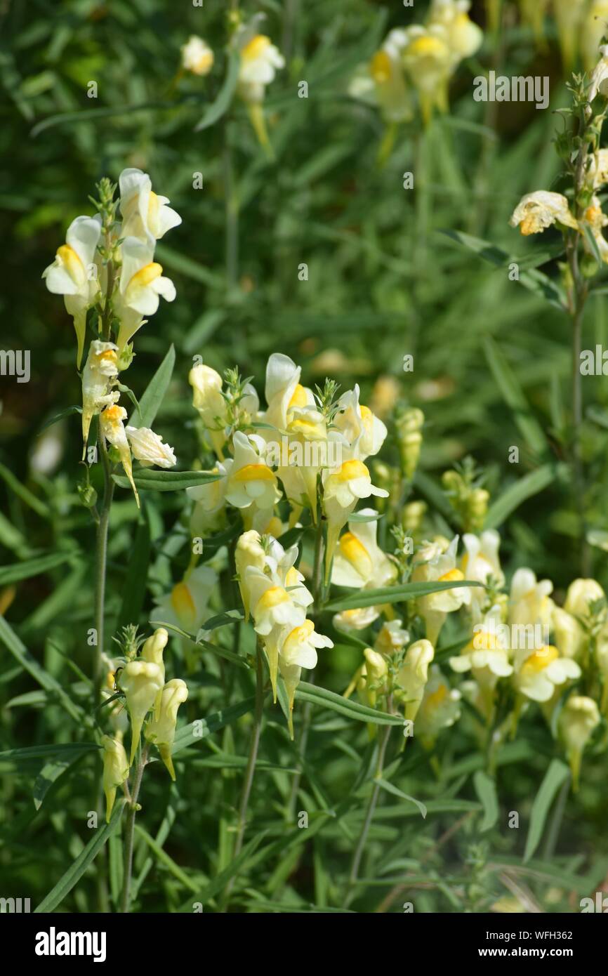 real yellow Toadflax Stock Photo