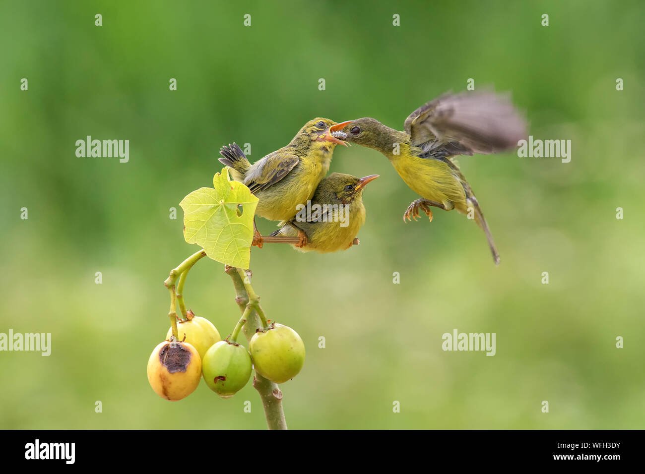 Bird feeding its chicks, Indonesia Stock Photo Alamy