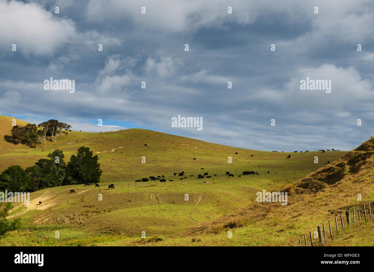 Cows grazing in a field, North Island, New Zealand Stock Photo