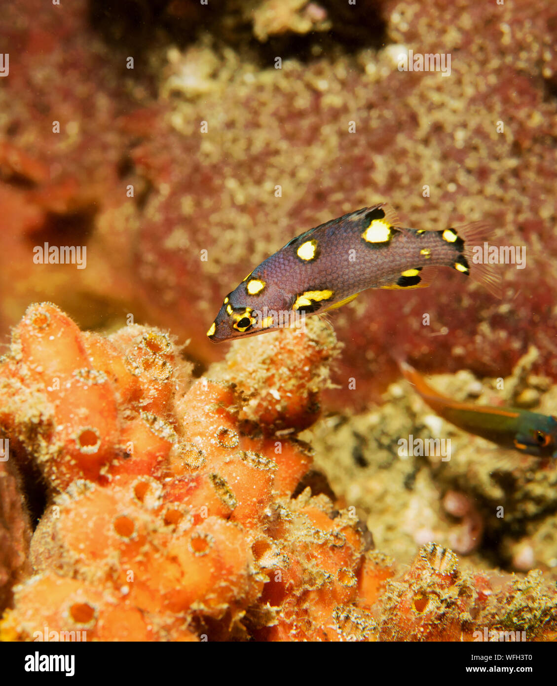 Blackbelt hogfish hires stock photography and images Alamy