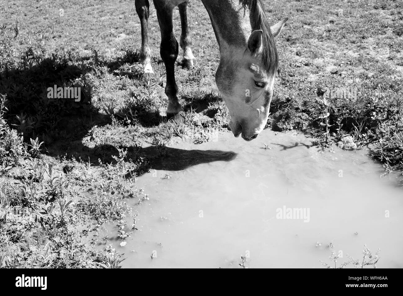 Horse Head Drinking High Resolution Stock Photography and Images Alamy