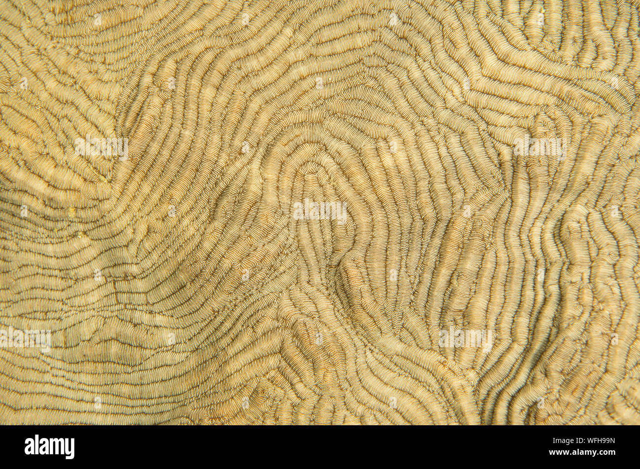 Closeup of hard coral, Platygyra ryukyuensis, Raja Ampat Indonesia, Stock Photo