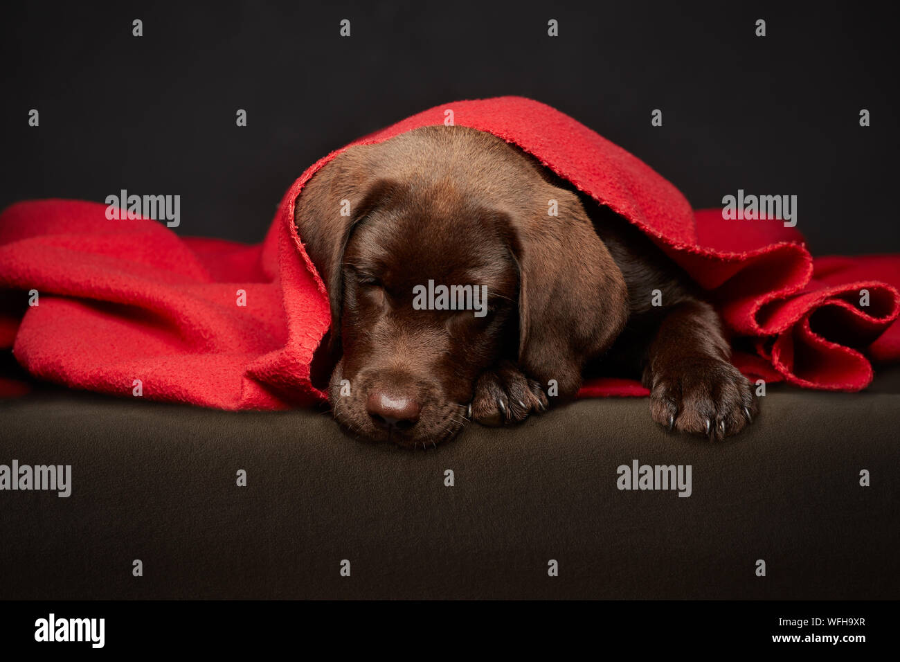Closeup Of Puppy Sleeping Stock Photo Alamy
