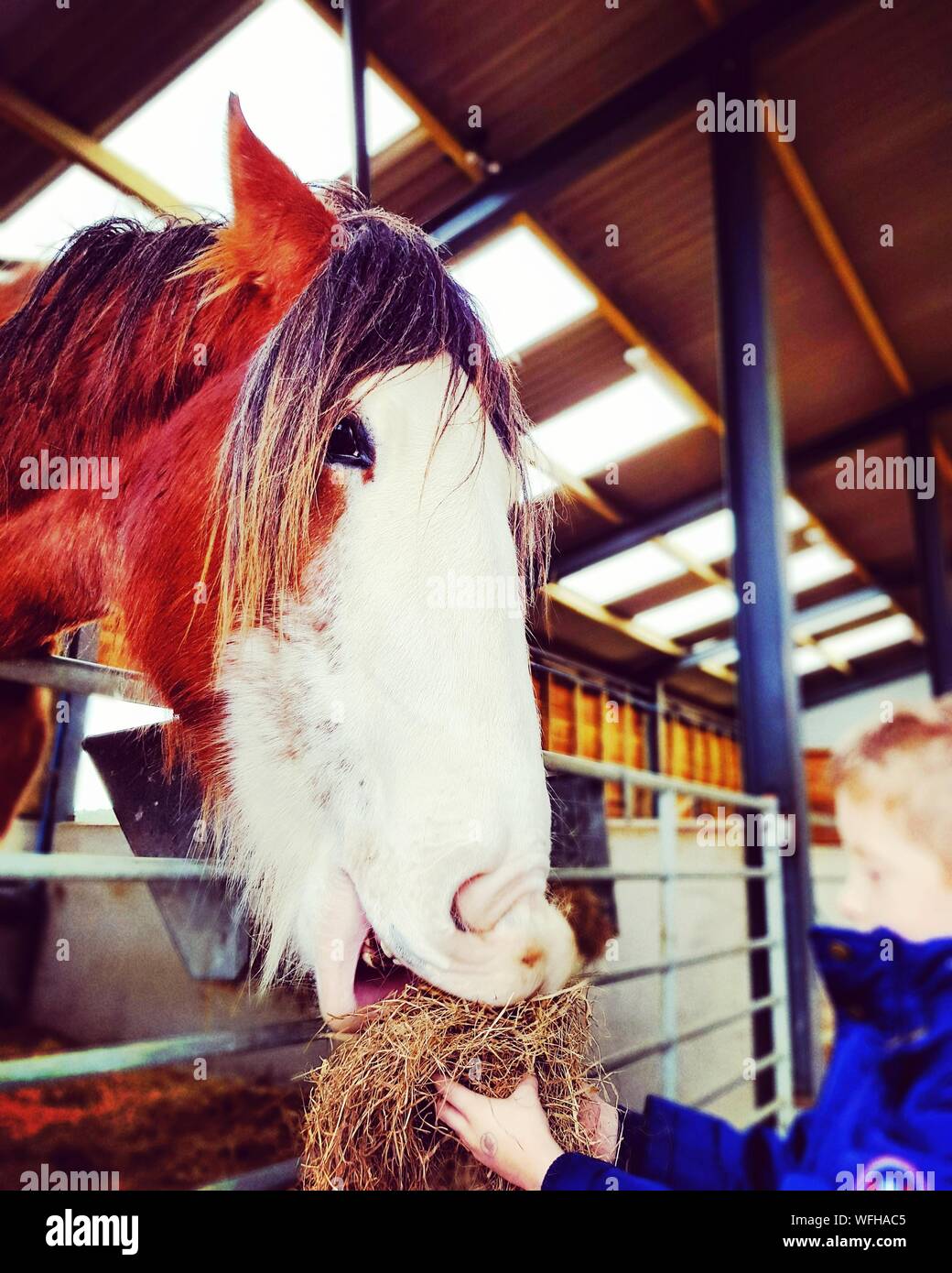 Boy Feeding Grass To Horse In Stable Stock Photo