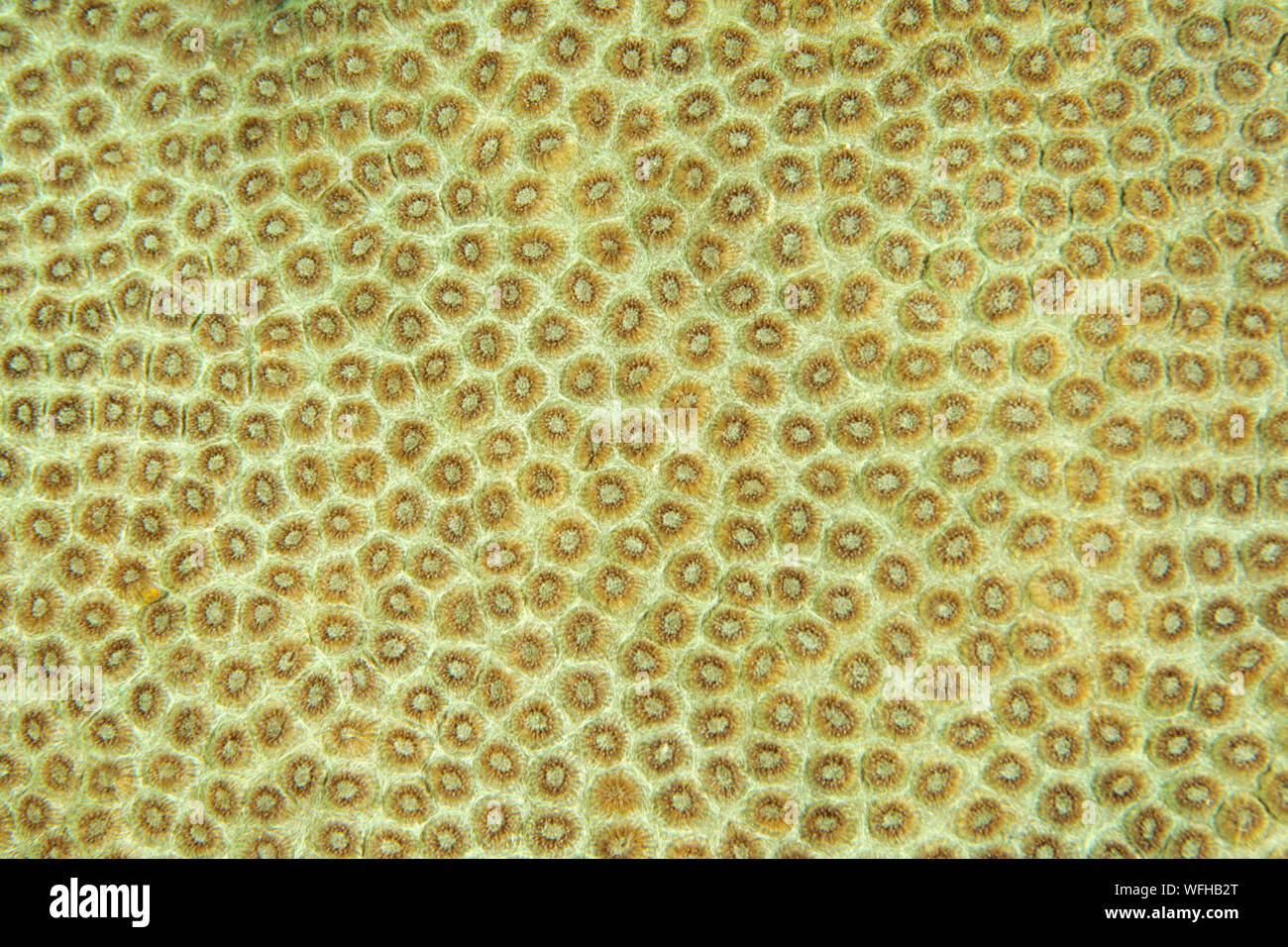 Closeup of hard coral, Favia stelligera, Raja Ampat Indonesia. Stock Photo