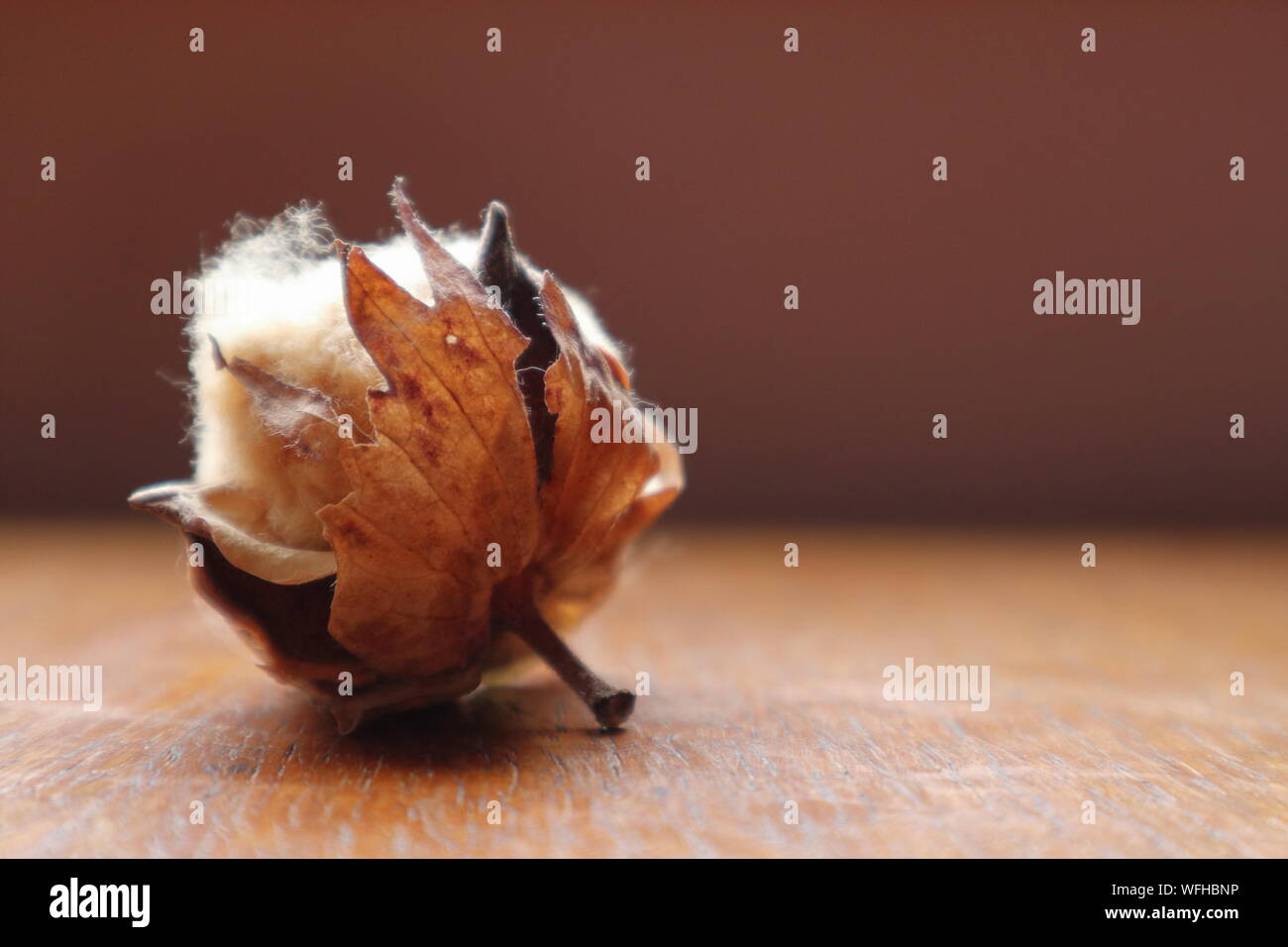 close up of naturally brown cotton boll on wooden table Stock Photo