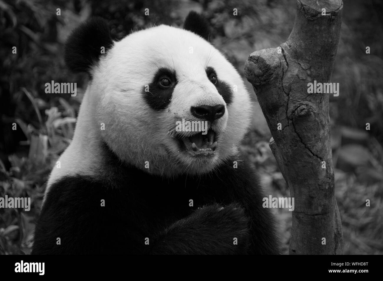 Giant panda Black and White Stock Photos & Images - Alamy