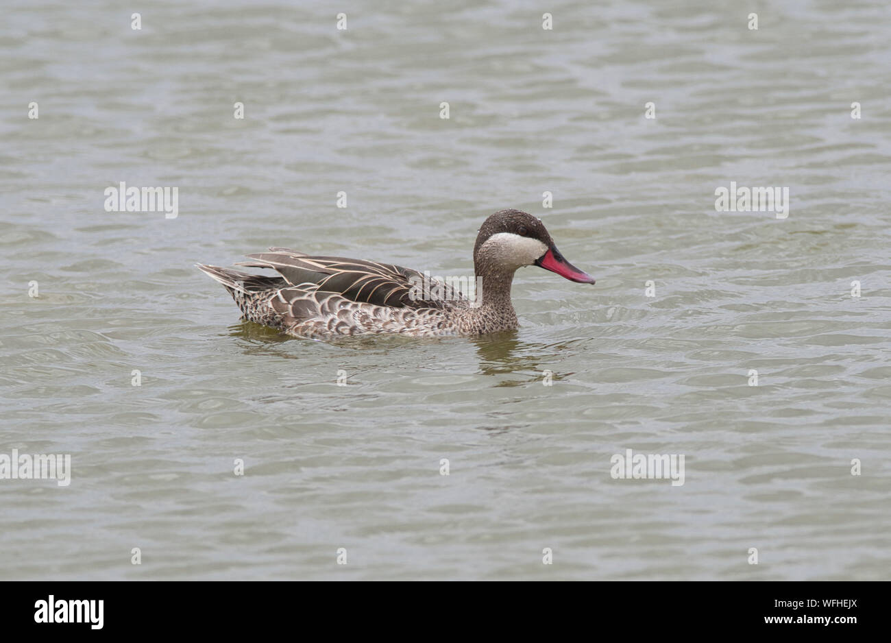 Red-billed teal (Anas erythrorhyncha), formerly known as the red-billed duck  Stock Photo - Alamy
