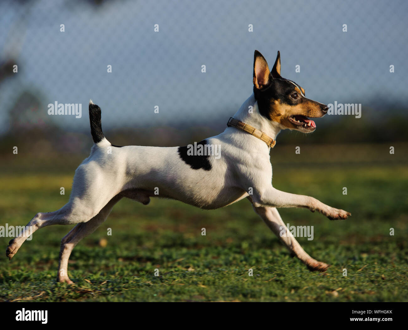 can miniature fox terriers get along with other animals