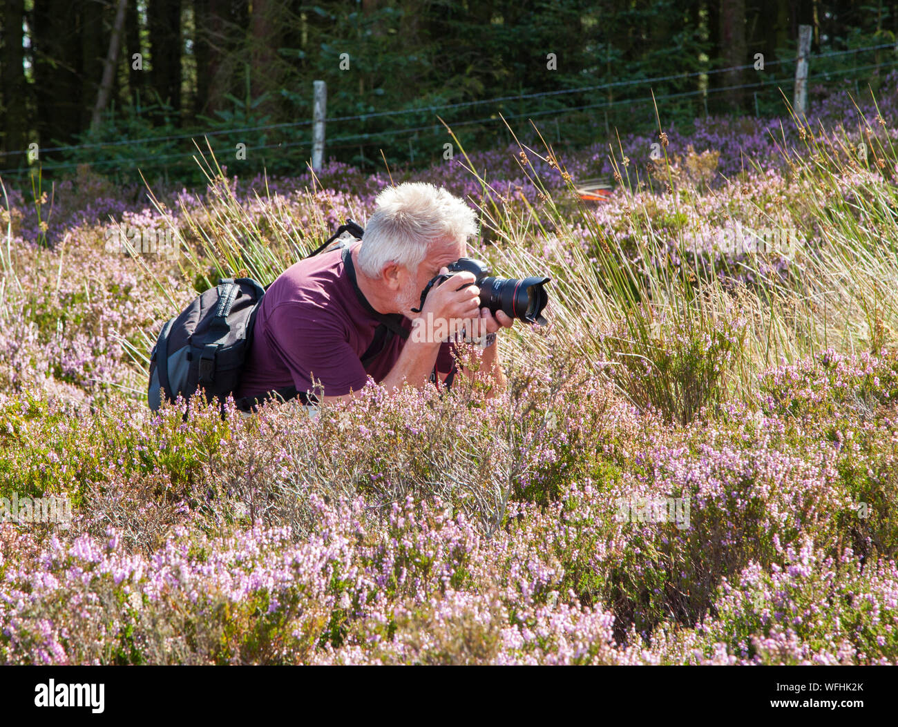 Man person photographing wildlife and nature in wild Heather Stock Photo