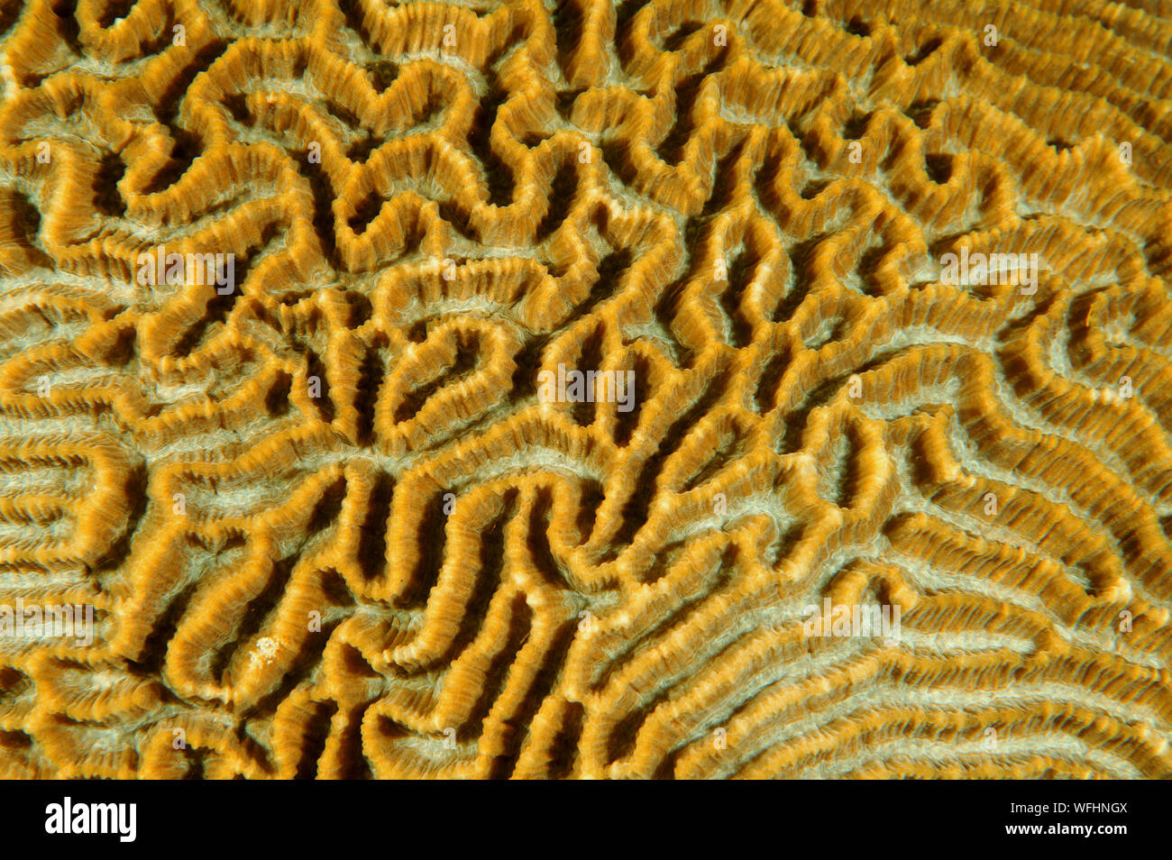 Closeup of hard coral, Playgyra daedalea, Raja Ampat Indonesia. Stock Photo