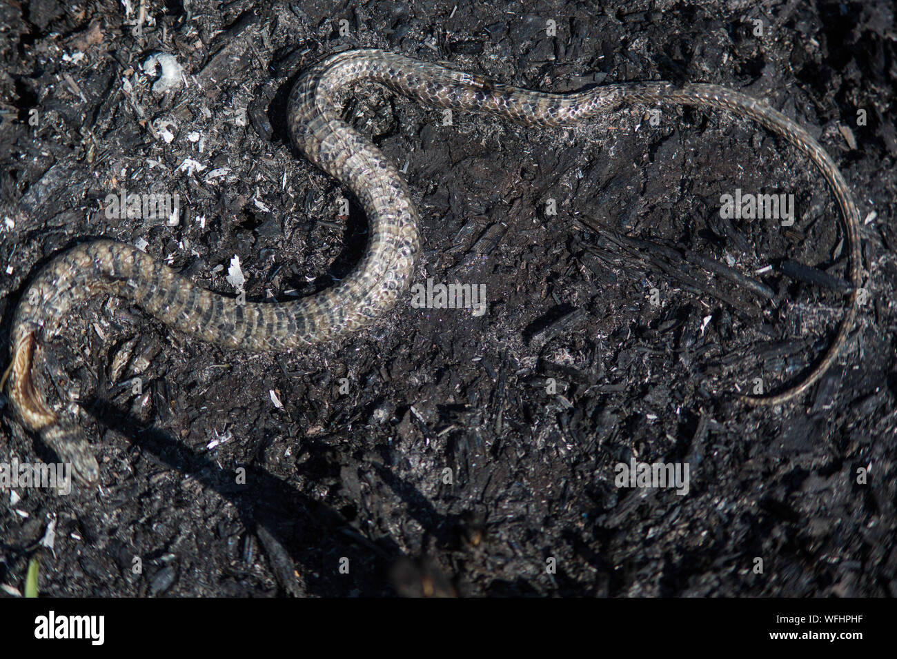 SUCRE, OP - 27.08.2019: LAND BURNED BY FIRES IN BOLIVIA - A snake burned in the Otuquis Pantanal. (Photo: Gaston Brito/Fotoarena) Credit: Foto Arena LTDA/Alamy Live News Credit: Foto Arena LTDA/Alamy Live News Stock Photo