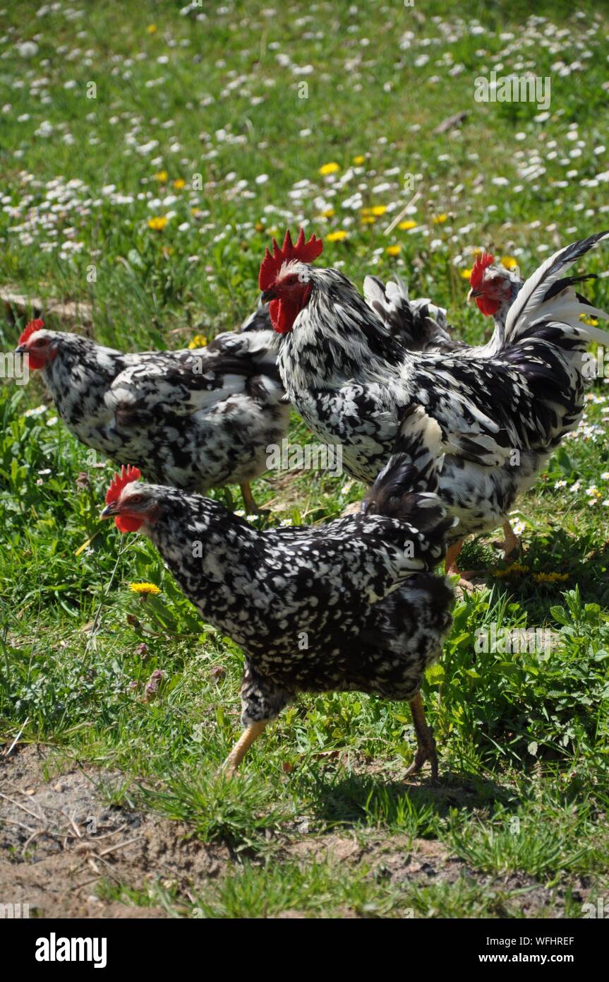 Chickens running in the garden Stock Photo Alamy