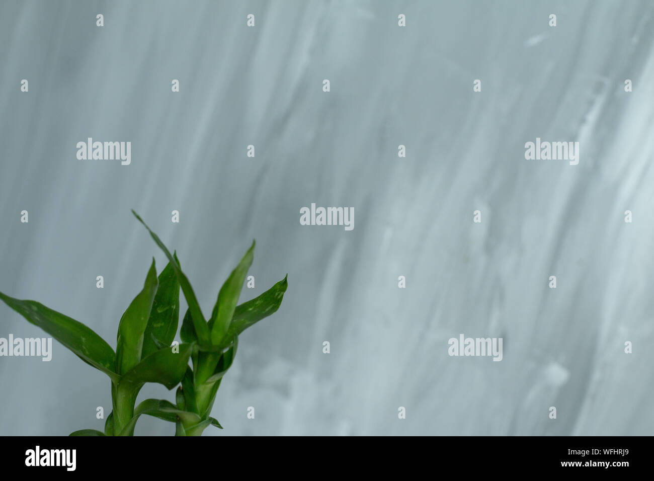 Lucky bamboo leaves isolated. With space for text Stock Photo